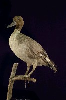 藏品(尖尾鴨)的圖片